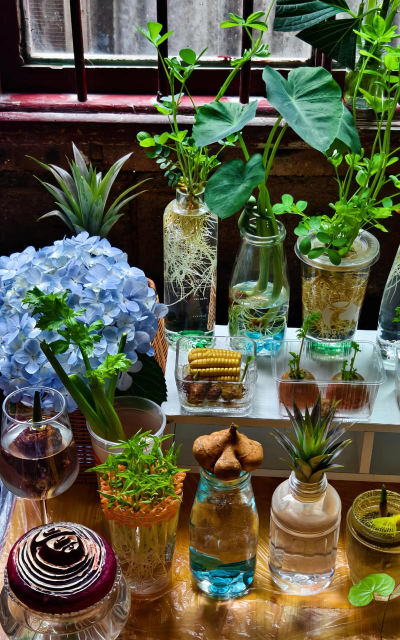 家庭养花用生根粉