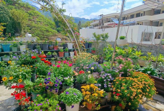 家庭养花用生根粉