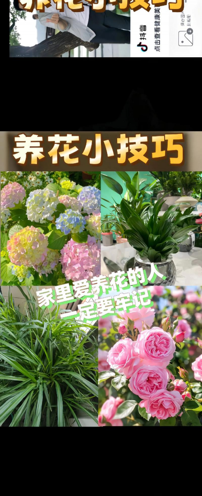 家庭养花用生根粉