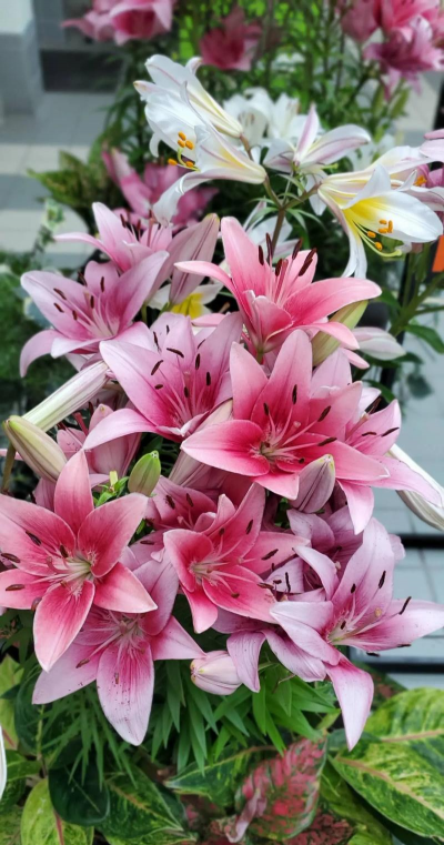 彩色颜料养花好吗