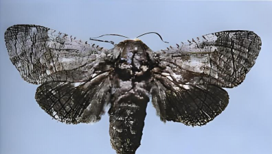 白榆芳香木囊蛾防治