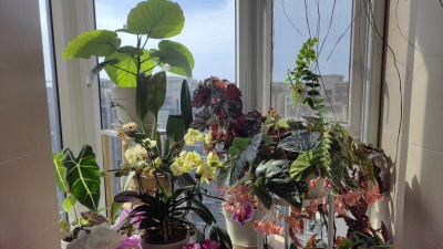 家庭养花用生根粉