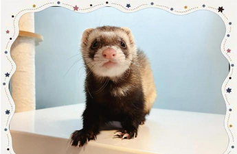 养花貂注意什么