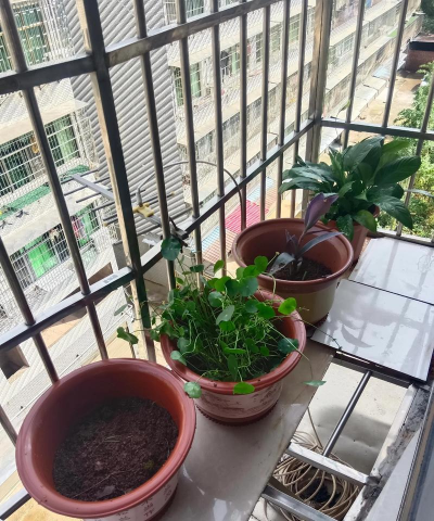 家庭养花用生根粉