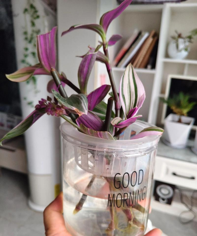 家庭养花用生根粉