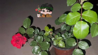 家庭养花用生根粉