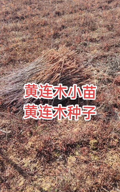 黄连木种子小蜂综合防治