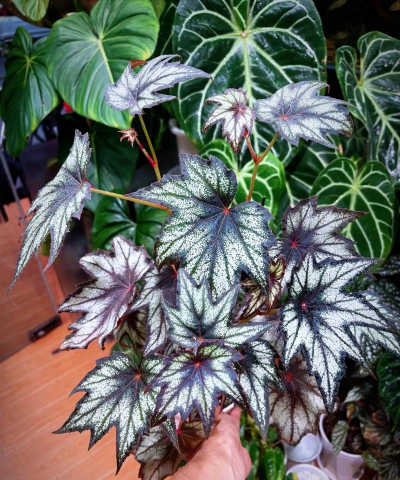 家庭养花用生根粉