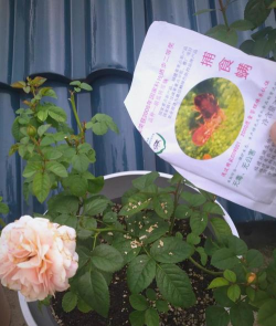 捕食螨养花必备