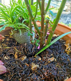 别墅园林绿化设计，打造私密空间，提升居住品质