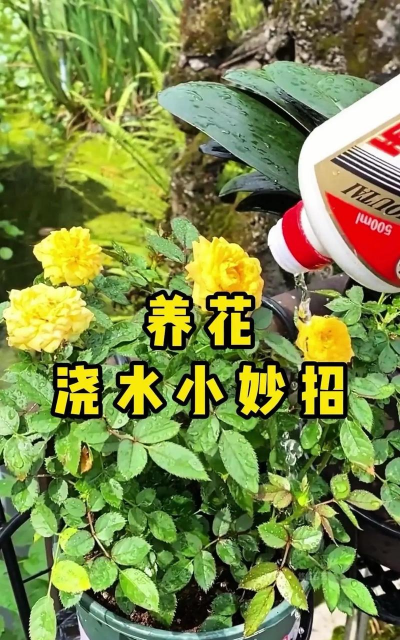 年花怎么浇水