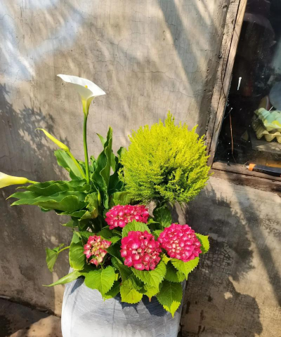 家庭养花用生根粉