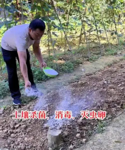 家庭养花用生根粉