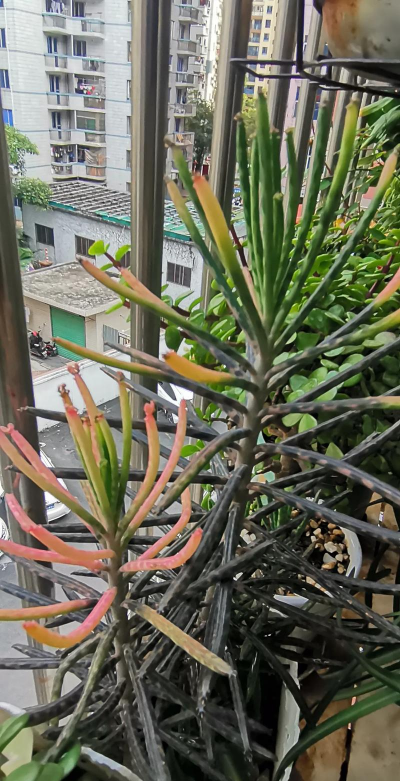 家庭养花用生根粉