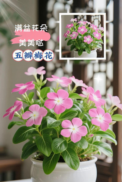 五朵梅花养花