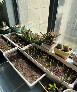 家庭养花用生根粉