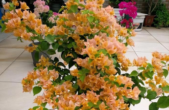 家庭养花用生根粉