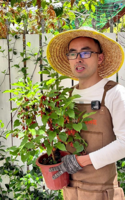 家庭养花用生根粉