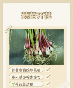 大蒜苗怎么养花