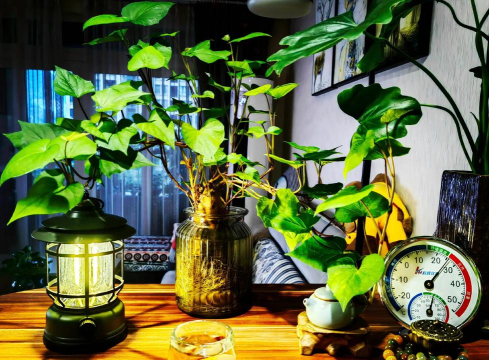 家庭养花用生根粉