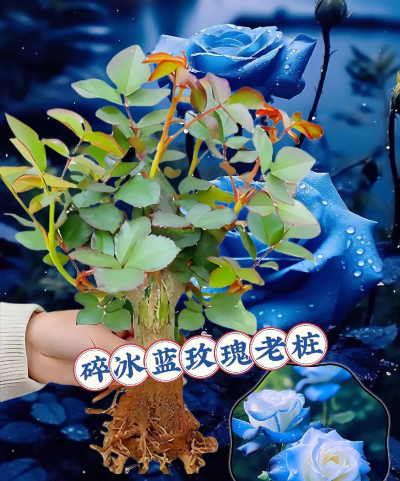 家庭养花用生根粉