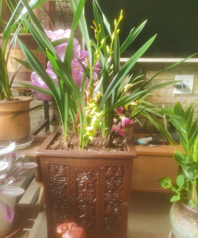 家庭养花用生根粉