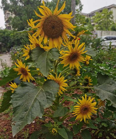 家庭养花用生根粉