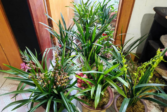 家庭养花用生根粉