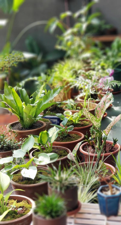 家庭养花用生根粉