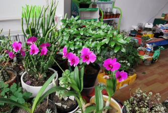 家庭养花用生根粉