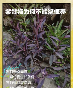 紫竹梅怎么入药