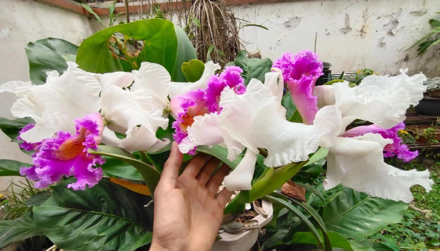 家庭养花用生根粉