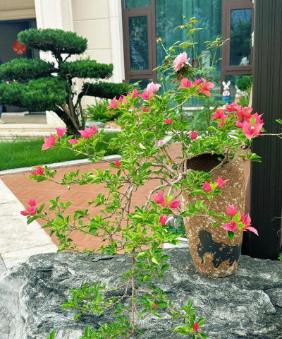 家庭养花用生根粉