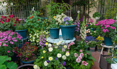 家庭养花用生根粉