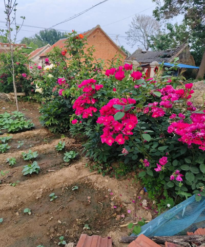 家庭养花用生根粉