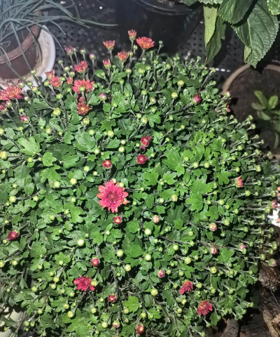 家庭养花用生根粉