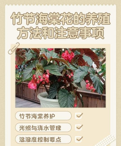 如何养竹节海棠花