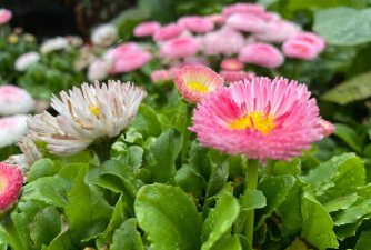 家庭养花用生根粉