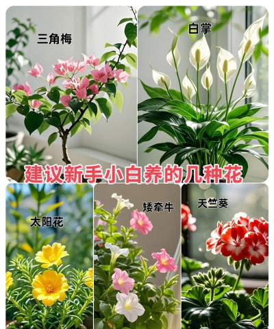 养花新手花太短
