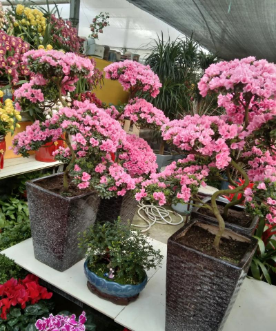 家庭养花用生根粉