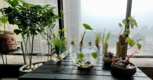 家庭养花用生根粉