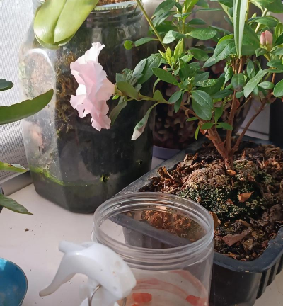 家庭养花用生根粉