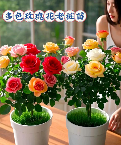 家庭养花用生根粉