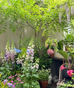 家庭养花用生根粉