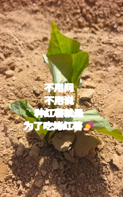 红薯养花文案短句