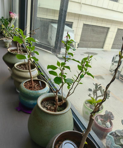 家庭养花用生根粉