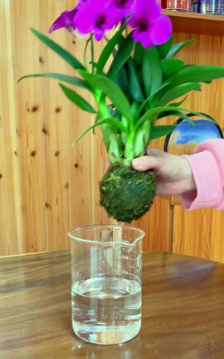 家庭养花用生根粉