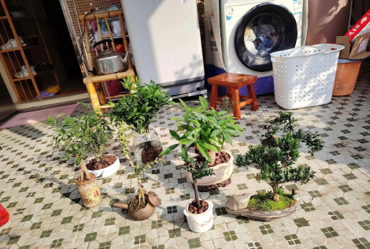 家庭养花用生根粉