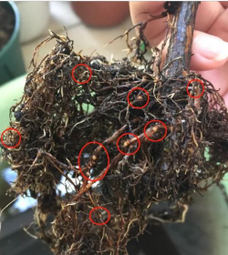 家庭养花用生根粉