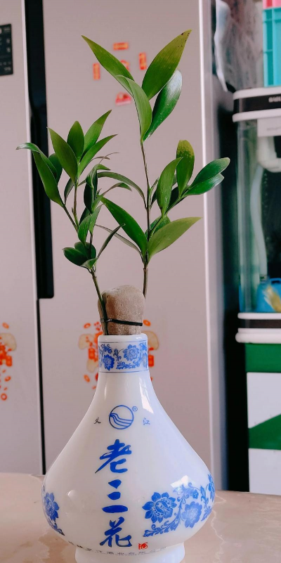 家庭养花用生根粉